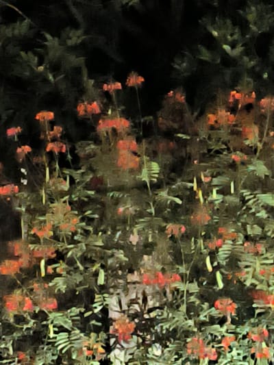 A close-up, painterly photograph captures a dense collection of coral-colored flowers with green foliage against a dark, blurred background. The image has an impressionistic quality due to the brushstroke-like textures. The flowers, appearing in clusters and individually, are the focal point, with their vibrant hue providing a stark contrast to the muted greens and deep blacks surrounding them. The scene suggests an outdoor setting, possibly a garden, though specific environmental features are obscured by the artistic rendering. The location in Keudetanjong, Indonesia, implies a tropical or subtropical environment where such flora would likely thrive. No people or specific actions are depicted.