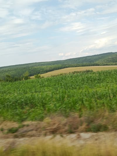 A wide shot captures a rolling landscape under a pale blue sky with wispy white clouds. In the foreground, a blurred field of green crops, possibly corn, stretches across the frame, with a strip of dry, brown vegetation running along the bottom edge. Behind this, a gentler slope is covered in a dense, dark green forest. Further in the distance, a lighter green band of trees forms a distinct line on a hill that recedes into the background. A lighter, tan-colored field is visible between the forest and the distant hill. The overall impression is one of rural scenery.