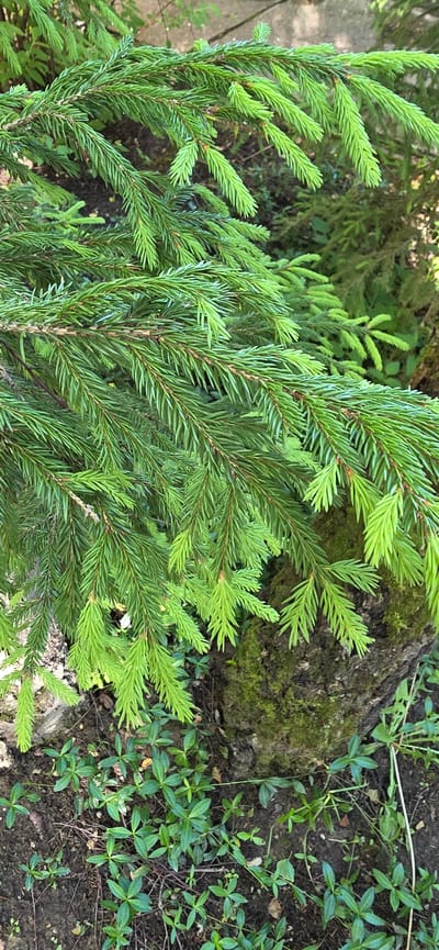 The image shows a close-up view of a conifer tree branch, likely a spruce, with vibrant green needles. The branch extends diagonally across the frame from the upper left to the lower right. Some of the newer growth at the tips of the needles is a lighter, brighter green, indicating a spring or early summer season. In the background, other conifer branches and foliage are visible, suggesting a forest or garden setting. The lower part of the image shows the ground beneath the branch, which is covered with dark soil and small green plants with oval-shaped leaves. A portion of a moss-covered tree trunk is visible on the right side of the frame. The lighting suggests an outdoor environment, possibly in daylight. The image does not contain any people or indications of human activity. The location is identified as Электротехник Снт, Russia.