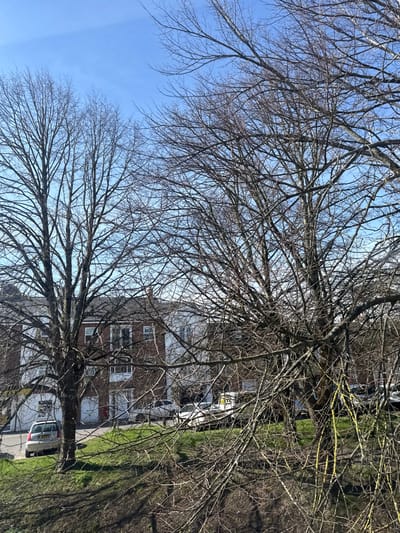 The image displays a residential street in Salisbury, United Kingdom, captured from an elevated vantage point under a clear, bright blue sky. The foreground and midground are dominated by several large, bare deciduous trees, their intricate networks of branches filling much of the frame. Some tree branches exhibit visible yellow-green lichen or moss. Behind the trees, a row of multi-story residential buildings is visible. These structures feature a combination of reddish-brown brickwork and white rendered facades, with dark-toned roofs and numerous rectangular windows. Multiple white garage doors are present at ground level on the buildings. A paved road runs in front of these residences, accommodating several parked vehicles. On the left, a light-colored hatchback car is parked partially on a grassy incline and partially on the pavement. Further to the right, a white van and additional vehicles are parked along the street. The immediate foreground consists of a sloping grassy bank with patches of green vegetation and exposed earth. No individuals or active interactions are visible.
