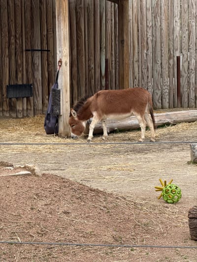 A medium shot depicts a reddish-brown donkey standing on a dirt and straw covered floor next to a wooden fence. The donkey faces left towards the fence. A black bag with a brush attached is fixed to the fence. A green toy lies on the ground to the right of the donkey. The photo was taken in Powell, United States of America.
