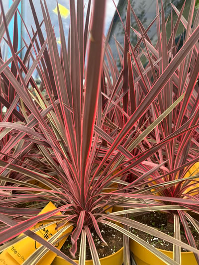 This media file displays a close-up, overhead view of several potted plants with long, slender leaves. The leaves are predominantly dark reddish-brown with vibrant pink or red edges and some variegated lighter green or cream stripes. The plants are housed in bright yellow pots. The background is blurred, showing hints of greenery and a light blue sky, suggesting an outdoor setting or a location with natural light. The image is captured from a perspective looking down into the center of the plants, creating a dense, interwoven pattern of leaves.
There are no people visible in the image, and no specific activity is taking place beyond the plants growing. Notable details include the rich coloration of the leaves, the bright yellow of the pots which contrast with the foliage, and the presence of small, light-colored speckles in the dark soil within the pots, possibly new seedlings.
One of the pots has a yellow tag with some text printed in black. The visible text includes "Trip to the" and potentially other words that are partially obscured or difficult to read clearly. The overall impression is one of vibrant natural beauty, focusing on the striking visual texture and color of the plants. The lighting suggests it is daytime. Given the location context of Bad Endorf, Germany, this scene could be from a garden center, nursery, or private garden.