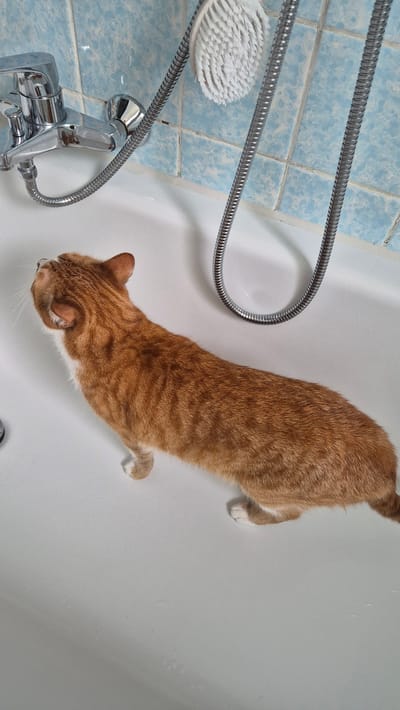 A ginger cat with white paws stands in a white bathtub. The cat is facing left, looking upwards. A chrome faucet is visible on the left side of the bathtub. A shower head with a flexible hose and a white brush are above the cat. The bathtub walls are tiled with light blue squares.