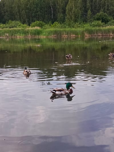In Biaroza, Belarus, a tranquil natural scene unfolds at the edge of a wooded area bordering a calm body of water. The water's surface reflects the overcast sky and the dense green foliage of trees and tall grass. Several ducks are present on the water. In the foreground, a mallard drake swims away from the viewer, its iridescent green head and patterned brown and white plumage clearly visible. Another mallard drake is partially visible on the right side of the frame, also swimming. Further in the background, two more ducks can be seen swimming. The water exhibits subtle ripples, indicating movement and adding to the serene atmosphere. The overall impression is one of peaceful coexistence between wildlife and the natural environment.