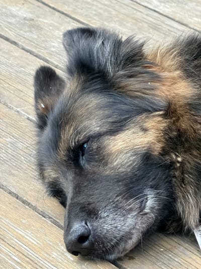 The image is a close-up, overhead shot of a dog lying on a wooden surface. The dog's fur is a mix of black, brown, and tan, with some lighter strands around its muzzle and eyes. Its eyes are closed, suggesting it is sleeping or resting. The wooden planks of the surface are weathered and have a natural grain. There are a few small white specks, possibly dirt or debris, on the dog's fur and the wood. A metal tag with some visible black text, appearing to be numbers, is partially visible near the dog's head. The lighting suggests it is daytime, likely outdoors. The overall mood is peaceful and relaxed. The context provided indicates the location is Zimyonki, Russia.