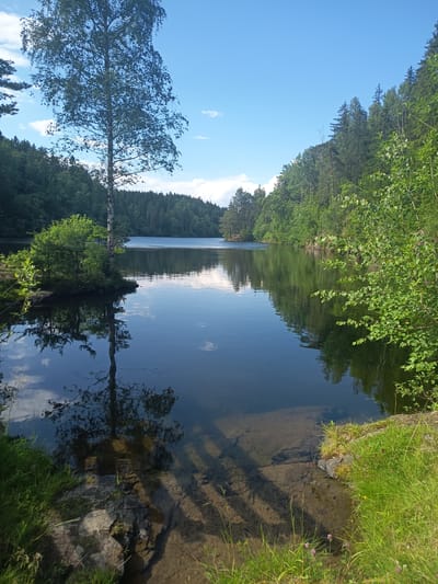The image shows a serene natural landscape with a calm lake surrounded by dense green forests under a bright blue sky with scattered white clouds. A tall, slender birch tree stands prominently in the foreground on the left, its reflection clearly visible on the glassy surface of the water. The lake stretches into the distance, with the opposite shore lined with a thick canopy of trees, creating a sense of depth and tranquility. The water's surface acts as a mirror, reflecting the sky, trees, and clouds, adding to the peaceful atmosphere. The foreground on the right features a grassy bank with some rocks and sparse vegetation, and the water near the shore is clear enough to see the rocky bottom. The overall impression is one of a secluded and picturesque natural setting. There are no people or man-made structures visible in the image.