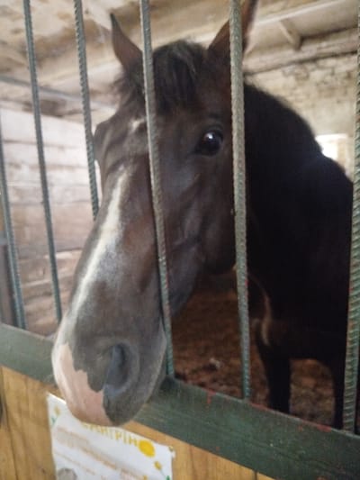 A close-up, eye-level shot shows the head of a dark brown horse behind bars in a stall. The horse's left eye is visible, as is a white blaze running down its face, ending in a light pink muzzle with a dark grey nostril. The horse is in a stable environment, suggested by the wooden walls and ceiling in the background. The image appears to have been taken in the city of Novohuivyns'ke, Ukraine, possibly at a farm or equestrian facility. The lighting is dim, creating shadows and highlighting the horse's features.