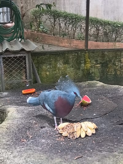 In the city of Chiang Phueak Subdistrict, Thailand, a Victoria crowned pigeon is seen eating watermelon on a stone surface. The pigeon is primarily blue-grey with a maroon chest and a distinctive crest of feathers on its head. It has bright red eyes and light-colored legs. Next to the pigeon, a bunch of overripe bananas lies on the ground. In the background, a wire enclosure is visible, with a small wooden structure covered by a corrugated roof. Green plants and a wall made of roughly hewn stone blocks complete the environment. The scene appears to be an outdoor aviary or enclosure, possibly within a zoo or sanctuary.