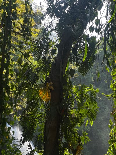The image shows a tropical forest canopy in San Francisco de Yojoa, Honduras. A thick tree trunk, covered with vines and epiphytic plants, dominates the foreground. Large, deeply lobed leaves of philodendrons or similar plants sprout from the trunk and branches. Light filters through the foliage, creating dappled patterns of sunlight and shadow. In the background, a waterfall is visible, partially obscured by the dense vegetation. The overall scene is lush and verdant, suggestive of a humid, tropical environment.