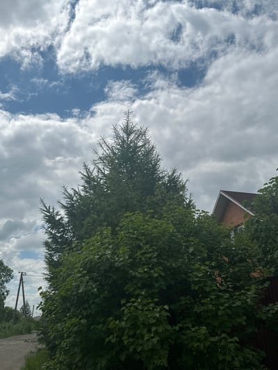 This image depicts an outdoor scene in Matveevka, Russia. In the foreground, a large evergreen tree with a dense canopy dominates the center of the frame, partially obscuring a cluster of deciduous trees and bushes to its right. Beyond the foliage, a portion of a brick house with a dark roof is visible. To the left of the evergreen tree, a utility pole with wires is present, and further left, a dirt road or path runs along a grassy verge. The sky above is filled with a mix of blue sky and white, fluffy clouds. The overall impression is a residential area with abundant greenery.
