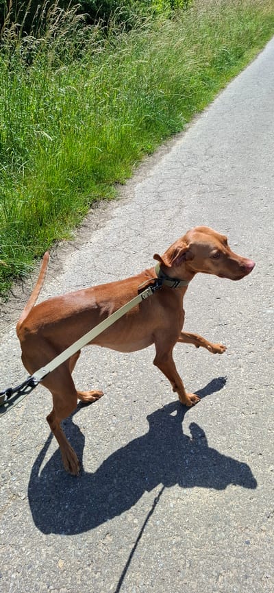 A medium shot photograph captures a reddish-brown dog walking on a paved asphalt path under a bright sky. The dog is wearing a dark green collar and a light beige leash. Its body is positioned diagonally across the frame, with its head turned to the right. The dog's shadow stretches out behind it, creating a dark silhouette on the ground. To the left of the path, tall green grass and some darker foliage are visible, suggesting a natural or park-like setting. The path itself shows some cracks and texture typical of asphalt. The background is mostly out of focus, emphasizing the dog as the primary subject. The scene appears to be in Nörvenich, Germany, likely during daytime with good weather conditions.