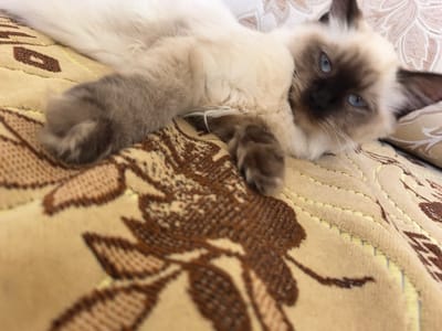 An indoor, close-up, eye-level, slightly angled shot captures a Siamese cat with blue eyes resting on a patterned beige blanket. The cat is lying on its side, with its head turned towards the camera. Its fur is a mix of cream and brown, with dark brown markings on its face and ears. The blanket has a textured pattern of brown floral elements. The lighting is soft and natural. There is no indication of location in the city of Veshenskaya, Russia.