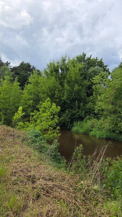 The image depicts a natural scene, a body of water bordered by lush green trees and vegetation. The water appears calm and slightly murky, reflecting the overcast sky. The trees are dense and full of leaves, suggesting a temperate climate during the warmer months. The foreground is characterized by dry, tall grasses and reeds, adding texture and a sense of wildness to the environment.
The sky is cloudy, with a mix of white and grey clouds, indicating it is likely daytime, possibly late morning or afternoon, with diffused sunlight. The overall impression is one of a serene, undisturbed natural landscape. There are no visible people or man-made objects, focusing the viewer's attention entirely on the natural elements of the scene. The setting appears to be a rural or wilderness area, with the vegetation growing right up to the water's edge. The image evokes a sense of peace and tranquility. There is no visible text in the image.