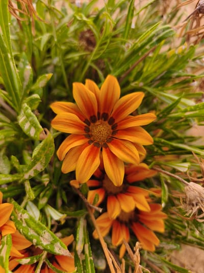 In the city of Dehesa De Campoamor, Spain, a close-up, eye-level shot captures a cluster of vibrant orange and yellow Gazania flowers. The primary flower, in sharp focus, displays its multi-layered petals radiating from a dark, intricate center. The surrounding foliage is a mix of lush green leaves and dried brown stems, indicating a natural, possibly outdoor setting. Some of the green leaves show signs of dust or mineral deposits. The background is softly blurred, creating a shallow depth of field that emphasizes the detailed texture of the flowers.