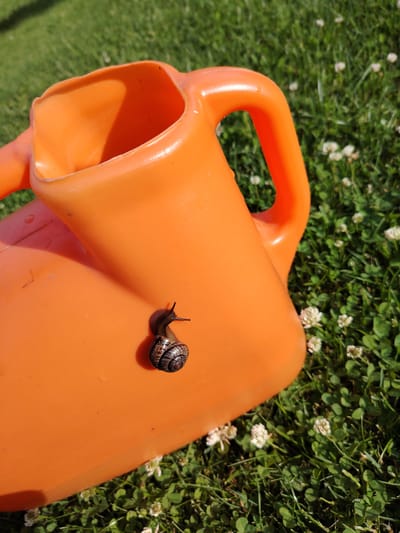 An orange plastic watering can is resting on a grassy area with small white flowers, possibly clover, in Vladimirovka, Russia. A small snail with a spiraled shell is positioned on the side of the watering can, its body extended as it moves across the surface. The watering can appears to be empty and is angled slightly, with its open top facing upwards and to the left. The background is a blurred expanse of green grass and white flowers, indicating an outdoor setting. The lighting suggests it is daytime with sunlight casting a shadow on the watering can.
