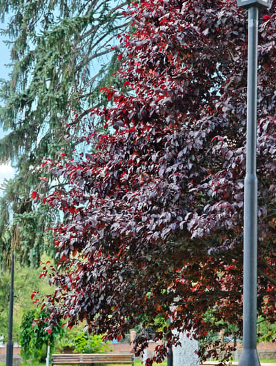 The image depicts a close-up view of a tree with dark red leaves, likely a plum tree, in what appears to be a park or public space in Soroca, Moldova. A tall, dark grey lamppost stands prominently to the right of the frame, partially obscuring the foliage. Behind the red-leaved tree, a conifer tree with green needles is visible. The background reveals a glimpse of a park bench and a brick wall, suggesting an outdoor recreational area. The sky is a clear blue. There are no people or animals visible in the image.