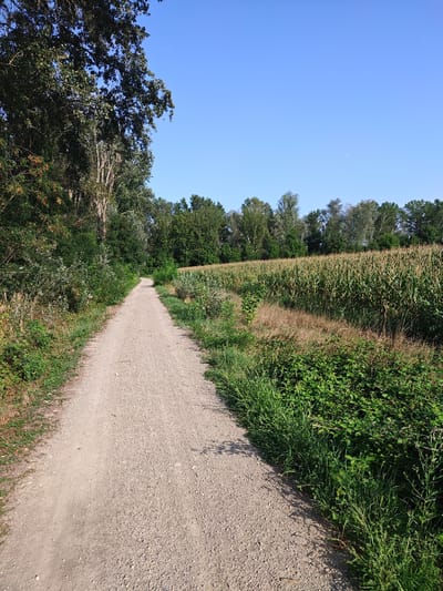 This is a photograph of a gravel path in a rural area on a clear, sunny day. The path curves into the distance, bordered on the left by dense green foliage and trees. On the right, a field of tall corn stalks stretches towards a line of deciduous trees in the background. The sky is a clear, bright blue with a faint hint of the moon visible. The image captures a natural landscape, likely a walking or cycling trail, set in an agricultural region under a wide open sky. The scene is devoid of people or any signs of human activity other than the path itself.