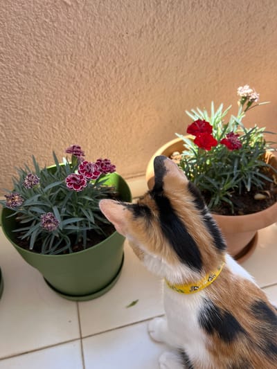A calico cat with a yellow collar featuring cartoon dogs is looking at two potted plants on a tiled balcony in Ümraniye, Turkey. The plant on the left is in a green pot and has purple flowers and grey-green foliage. The plant on the right is in a terracotta pot and has red flowers and green foliage. The background is a textured, peach-colored wall. The scene is illuminated by natural sunlight.