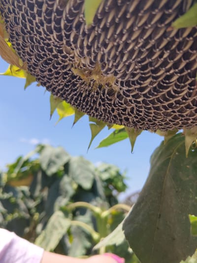 A close-up, low-angle shot captures the underside of a sunflower head, its seeds arranged in a dense spiral pattern against a bright blue sky. A few wilting yellow petals hang from the edge of the head. In the background, blurred green sunflower leaves and stems create a natural, outdoor setting. A person's arm, wearing a light purple sleeve, enters the frame from the bottom left, suggesting human interaction with the sunflower. The image appears to be taken in a field or garden, likely in a rural area. The location is identified as Yoav Regional Council, Israel.