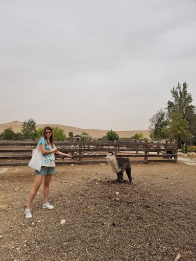 A woman stands in front of a wooden fence in a desert environment, likely in Mizpe Ramon, Israel, where two alpacas are visible behind the fence. The woman is wearing sunglasses, a light-colored patterned top, shorts, and white sneakers. She is holding a white bag. The ground is covered in gravel. The sky is overcast.