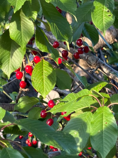 The image shows a close-up of a cherry tree branch laden with ripe red cherries and green leaves. The branch is a light gray color with visible texture. The leaves are vibrant green, with serrated edges. The cherries are clustered in groups, hanging from thin stems. The scene is filled with natural light and shadow. The location, Krašići, Montenegro, is not evident in the visual content of the image.