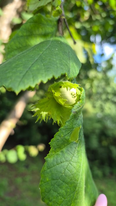 The image shows a close-up of a young hazelnut enclosed in its green, leafy husk. The hazelnut is pale green and slightly rounded, with a few tiny dark specks on its surface. The husk is a vibrant green, with serrated edges and fine hairs along the outer rim. One of the hazelnut's leaves is curled around it, partially obscuring the nut. Another large green leaf with visible veins occupies the foreground, its edge jagged and slightly torn. The background is a soft blur of green foliage and dappled sunlight, suggesting an outdoor setting, likely a garden or natural environment. The lighting is natural, with sunlight illuminating the hazelnut and leaves from above. The location is identified as Ļūbaste 0001, Latvia.