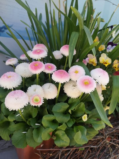 The image shows a close-up of a flower arrangement in a pot. The flowers are primarily English daisies, some with pink-tipped petals and others with entirely white petals, all with yellow or green centers. There are also some yellow and purple pansies interspersed among the daisies. Green leaves of the plants fill in the spaces around the flowers. The background appears to be a window with a blurred blue and white image on it. The pot sits on or near what looks like a collection of twigs. There is no indication of the location being in Pardubice, Czechia, other than it being specified by the prompt. No people are visible in the image.