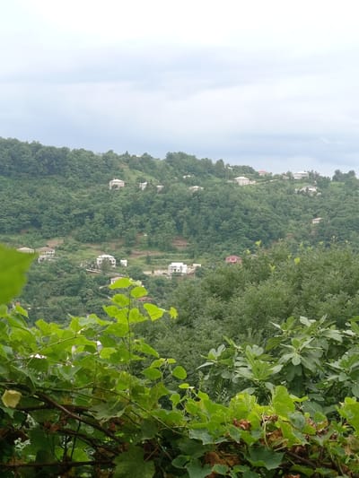 The image depicts a hillside dotted with houses in Makhvilauri, Georgia. The landscape is heavily wooded with lush green trees covering the slopes. Several houses, predominantly white with red roofs, are visible scattered across the hillside, indicating a residential area nestled within the natural environment. In the foreground, the dense foliage of grapevines with large green leaves partially obscures the view, suggesting a vineyard or cultivated area. The sky is overcast with a light gray cloud cover. The scene conveys a sense of rural tranquility and a harmonious blend of human habitation and nature.