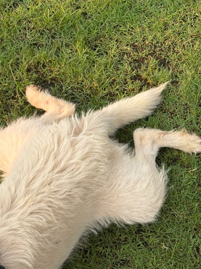 The image shows the rear half of a light-colored, medium to long-haired dog lying on green grass. The dog is positioned on its back, with its legs extended upwards. The location is speculated to be Tha Sala, Thailand. The focus is on the dog's fur texture and the green grass background. There are no visible people, specific objects, actions, or interactions. The environment is characterized by the presence of grass, presumably outdoors.