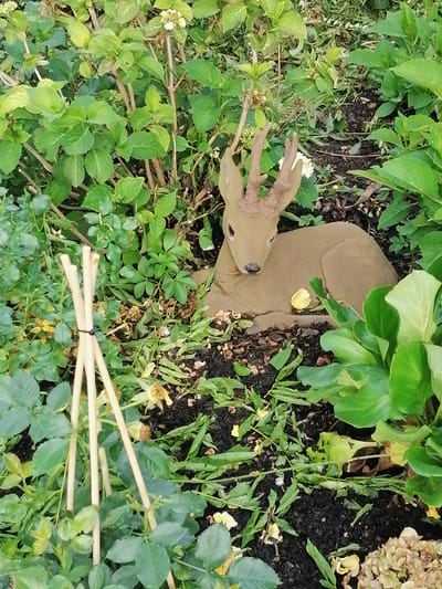 This is an eye-level medium shot of a decorative garden ornament resembling a fawn, situated in a lush, green garden. The fawn, made of a tan, matte material, is depicted lying down with its head turned towards the viewer. Its antlers are small and branched. The fawn is surrounded by various plants, including hydrangeas with large, green leaves and some dried flowers. In the foreground, there is a cluster of bamboo stakes tied together with black twine, supporting some green rose bushes. The ground is covered with dark soil and scattered dead leaves and petals. The overall impression is of a natural, yet curated, garden setting in Grünwald, Germany, possibly a residential backyard or a park. There are no people or animals present in the image.