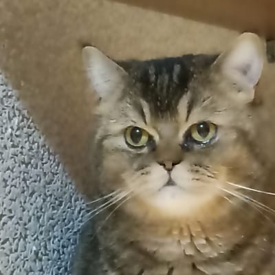 A close-up, slightly blurry photograph shows a tabby cat looking directly at the camera. The cat has green eyes, a pink nose, and prominent white whiskers. Its fur is a mix of brown, black, and tan stripes. The background is a neutral-colored carpet or textured surface. There is no indication of the city of Чехов-2, Russia, or any urban environment within the image.