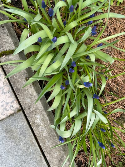 The image presents a close-up, slightly overhead view of a cluster of Muscari (grape hyacinth) plants in bloom. The primary subjects are the vibrant green, strap-like leaves of the plants, which are densely packed and some show a gentle curl. Emerging from these leaves are numerous small, spherical to ovate flower buds, colored a deep, rich blue to purplish hue. Many of these buds are still tightly closed, resembling miniature grapes, while a few appear to be just beginning to unfurl.
The ground beneath and around the plants, particularly in the upper and middle portions of the image, is covered with a layer of dried pine needles and dark soil, suggesting a natural or mulched garden bed. To the right and bottom right, a light grey concrete path or border runs diagonally across the frame. This concrete surface consists of two distinct rectangular sections separated by a dark, narrow gap. Small patches of green moss are visible on the concrete surface, indicating outdoor exposure.
The scene appears to be set during daytime, with soft, diffused lighting that casts no harsh shadows, suggesting an overcast sky or a shaded area. There is no discernible activity taking place, nor are there any people or visible text in the image. The overall impression is one of early spring growth and natural beauty in a garden or landscape setting in Лесной Пейзаж Кп (шарапово, Russia).