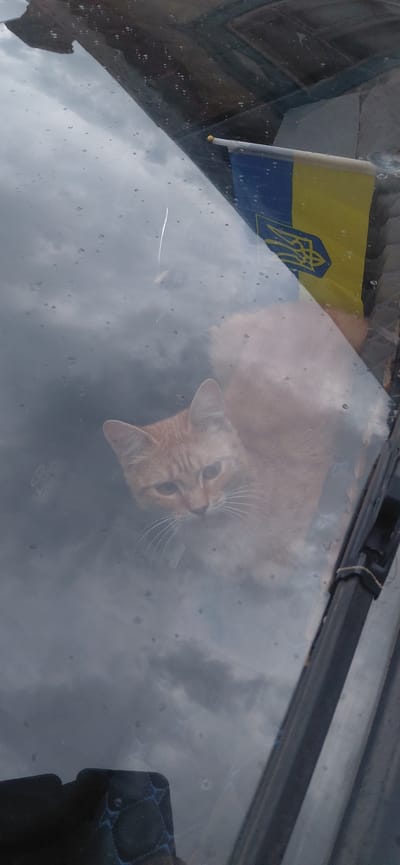 A ginger cat is visible through a wet car windshield. The cat is looking downwards and to its right. Behind the cat, an unfurled Ukrainian flag with a trident emblem is mounted on a pole. The flag is positioned to the right of the cat and appears to be attached to the car's interior. The windshield is speckled with numerous water droplets, indicating it may be raining or has recently rained. The reflection on the windshield shows a cloudy sky and possibly some buildings. The scene is viewed from the exterior of the vehicle looking in. The location is Ketrysanivka, Ukraine.