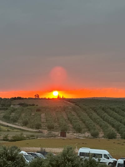 The image depicts a serene rural landscape at sunset in Sidi Badhaj, Morocco. A vivid orange and yellow sun, appearing as a bright, glowing orb, rests directly on the horizon line, casting an intense, warm light across the lower sky. Above this radiant band, the sky is a muted grey, indicative of clouds or atmospheric haze.
The land below the horizon is characterized by extensive rows of olive trees, forming a vast grove or plantation that stretches deep into the background. The ground is dry and covered with sparse, brownish-green vegetation. A dirt track or path meanders through the cultivated area.
On the far right, several white vans or minibuses are parked on a patch of grassy land. One of these vehicles, a white van located towards the top right, has the word "TRANSPORT" partially visible on its side. There are no people visible, and no discernible activity is taking place. The scene conveys a sense of calm and tranquility as day transitions into night over this agricultural region.