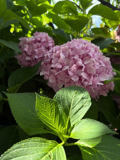 A close-up, eye-level shot focuses on two large clusters of pink hydrangeas nestled amongst vibrant green leaves. The hydrangeas are in full bloom, their numerous delicate petals creating a soft, textured appearance. Sunlight filters through the foliage, casting shadows and highlighting the veins of the leaves in the foreground. The background is filled with more lush green leaves, creating a natural, garden-like setting. The scene appears to be outdoors, possibly in a garden or park, within the vicinity of Rijeka Reževići, Montenegro. There are no people or animals visible in the image.