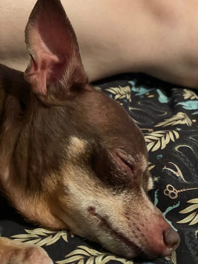 A close-up, low-angle shot shows a brown dog with its eyes closed, sleeping on a dark fabric with a tropical leaf and key pattern. The dog's head is tilted slightly, and its ears are alert. The background is blurred, but suggests a person's leg. The image captures the dog's relaxed state and the intricate pattern of the fabric. There is no indication of the city of Гардарика Снт, Russia.
