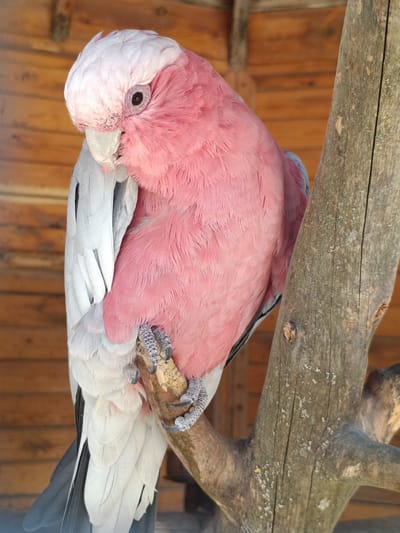 An adult Galah cockatoo with pink plumage on its head and chest, and grey and white wings, perches on a rough wooden branch. The bird is facing left, with its head tilted down, its eye partially obscured by its crest. Its feet are gripping the branch firmly. The background consists of wooden planks, likely part of an aviary or enclosure. The lighting suggests it is daytime. There is no discernible indication of the location being Penáguila, Spain.