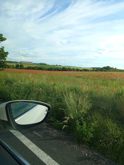 The image depicts a rural landscape in Svárov, Czechia, captured from the perspective of a vehicle. The foreground features the left side mirror and part of the white car body, with the mirror reflecting a blurry segment of the road and car. Below the mirror, a textured white line on a dark asphalt road surface borders an area of gravel transitioning into dense green roadside vegetation.

The midground is dominated by a large field of tall green grass interspersed with numerous red poppy flowers. This field extends towards a distant treeline of deciduous trees.

In the background, gently sloping green hills are visible beyond the treeline. Perched on these hills are several agricultural buildings: a prominent long, dark-roofed structure with light-colored walls on the left, and additional farm buildings including one with a red roof and several green structures further to the right. The upper portion of the image shows a bright sky with scattered white cirrus and cumulus clouds. A small dark object, possibly a bird or insect, is visible in the upper central sky.
