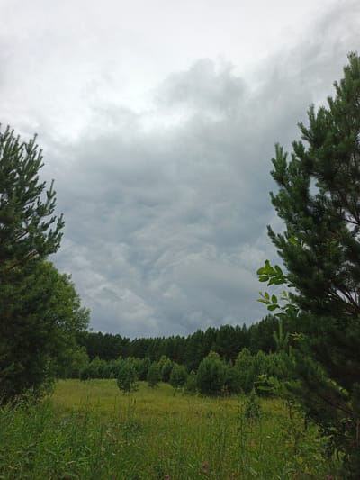 An outdoor, ground-level, vertical medium shot captures a cloudy sky above a meadow bordered by trees in Medvedyovka, Russia. The sky is filled with gray, textured clouds, obscuring a clear view of the sun. In the foreground, tall green grass and scattered wildflowers create a natural meadow landscape. On the left and right sides of the frame, evergreen trees partially frame the scene. Behind the meadow, a dense forest stretches across the horizon, its dark green foliage contrasting with the lighter grasses. The overall impression is of a natural, somewhat overcast landscape.