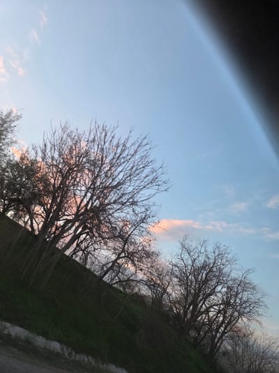 The image shows a sky with light pink clouds and bare trees in Koilovtsi, Bulgaria. The sky is blue with hints of pink and peach coloring. The trees are silhouetted against the sky, with their branches bare. There is green foliage visible in the lower right corner, possibly indicating a hill or ground cover. A dark shape is visible in the top left corner of the image.