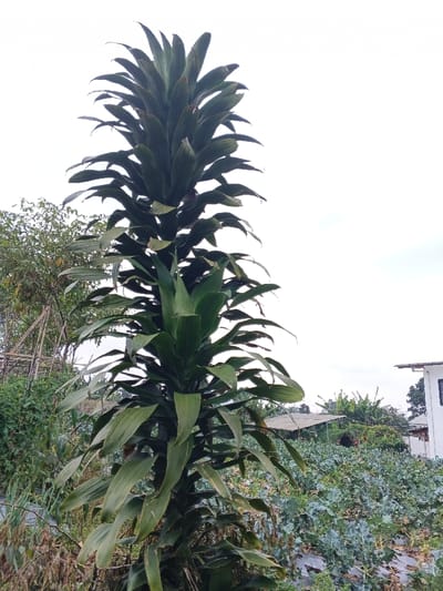 A tall, segmented Dracaena plant stands prominently against a muted sky. Its dark green, lance-shaped leaves radiate outward in dense clusters, forming a stacked, tiered appearance. To the left, a more chaotic array of green foliage and some bare branches suggest a wilder, overgrown area. A garden bed of low-lying plants is visible on the right. In the background, a building and a covered structure peek out, integrating the plant into a rural setting.