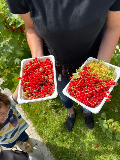 In an outdoor setting, likely a garden or yard in Oliki, Russia, a person wearing a black t-shirt and blue jeans is holding two white plastic containers filled with freshly picked red currants. The container on the left also contains some gooseberries. To the left of the person, a child wearing a striped shirt and blue jeans is visible, looking towards the person. The ground is covered in green grass, with some stone pathways visible. The scene is illuminated by natural sunlight, casting shadows.