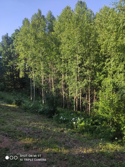 A bright, sunlit, low-angle, medium shot depicts a dense forest of tall, slender, light-barked trees, likely aspens or birches, lining a hillside. Their vibrant green leaves create a thick canopy that filters the sunlight, casting dappled shadows on the forest floor. A path of reddish-brown dirt and scattered dry leaves leads from the lower left corner of the frame diagonally into the undergrowth. The undergrowth itself is lush and verdant, featuring ferns and small white wildflowers. The sky above is a clear, deep blue. A subtle watermark in the bottom left corner indicates "SHOT ON MI 9T AI TRIPLE CAMERA". The scene suggests a natural, undeveloped area, possibly on the outskirts of Blokhino, Russia, given the provided context. No people or animals are visible.