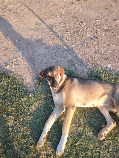 A medium shot captures a tan and brown mixed-breed dog lying on green grass with a dirt and gravel path in the background. The dog is positioned diagonally, facing the camera with its head tilted. Its eyes are a striking light brown, and its ears are perked slightly. The dog's fur is short, with darker markings on its back and lighter fur on its chest and legs. It appears to be lying down in a relaxed posture, with its front paws extended forward and its hind legs tucked underneath.
The setting is outdoors, likely in a rural or semi-rural area, given the presence of the dirt path and sparse vegetation. The ground is a mix of dry earth, small stones, and some patches of green grass. A long shadow stretches across the dirt path from the left side of the frame, suggesting the sun is low in the sky, possibly indicating late afternoon or early morning. The lighting is warm, casting a golden hue over the scene.
There are no people or text visible in the image. The overall mood conveyed is one of peacefulness and quiet observation, with the dog as the sole focus of the scene. The location context points to Қапланбек ауылдық округі, Kazakhstan, which is consistent with the dry, somewhat arid landscape suggested by the dirt path. The weather appears to be clear and sunny.