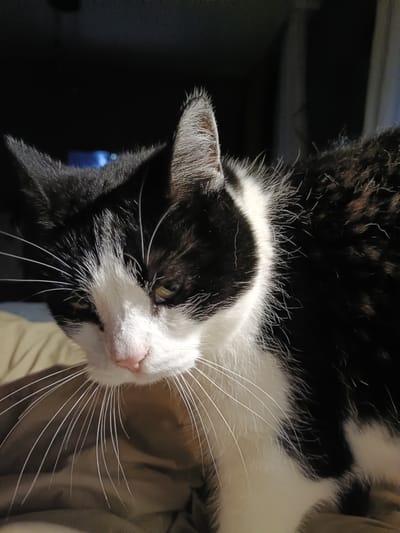 A close-up shot features a black and white cat with white whiskers and a pink nose. The cat is looking down and to the left, with its ears alert. The background is dark, with a hint of a blue light in the upper left corner. The cat appears to be resting on a tan-colored surface, possibly a blanket or couch. The lighting suggests it might be evening or indoors with artificial lighting. The cat's fur is a mix of short black and white fur on its face and longer, shaggier black fur on its body. The image conveys a sense of quiet observation from the cat. No text is visible in the image. The location context of Elizavetino, Russia, is provided but not visually apparent from the image itself.