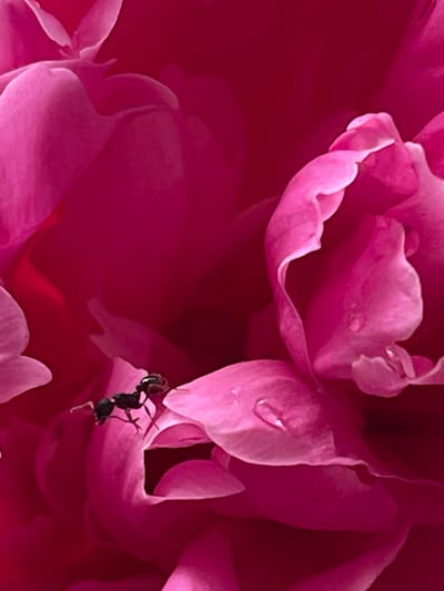A close-up, high-angle shot of a vibrant pink flower, likely a peony, shows intricate petal details and a tiny black ant. The ant is positioned on one of the lower petals, with its body and legs clearly visible against the soft pink surface. Several dew drops are present on the petals, reflecting light. The background is a deep, blurred magenta, emphasizing the flower's texture and color. The image's focus is sharp on the ant and surrounding petals. The scene does not depict any elements related to the city of Bolshoy Kamen, Russia.
