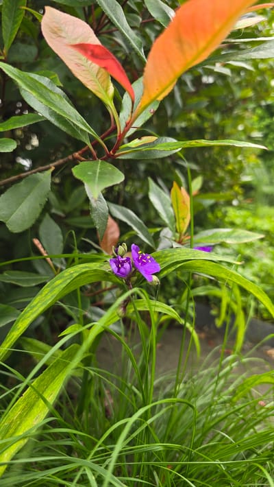 This is a close-up, outdoor, eye-level shot of a small cluster of purple flowers with yellow stamens, surrounded by lush green foliage. The flowers are the focal point, with two open blooms and a bud visible. The leaves of the plant are long and slender with prominent veins, some showing a slight yellow variegation. In the background, larger, darker green leaves and branches of a different plant are visible, with some of the leaves displaying vibrant orange and reddish hues, suggesting new growth or seasonal color change. The setting appears to be a garden or naturalistic planting. There is no indication of human presence or any specific identifiable landmarks that would pinpoint its location within Zeddam, Netherlands. The overall mood is natural and tranquil.