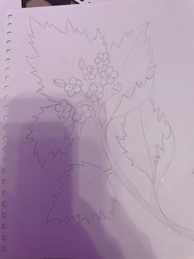 The image displays a pencil sketch of a flowering branch with leaves on white paper. The branch extends from the bottom right corner and curves upwards. Several leaves with serrated edges are visible, along with clusters of small, five-petaled flowers. Some flower buds are also depicted. The drawing is unfinished, with some lines faint and others more defined. The paper has a perforated edge on the left side, suggesting it is from a sketchpad or notebook. The lighting in the image casts a purplish hue, likely from an external light source. There are no people or any discernible elements of a city environment present in the sketch. The location of Zmeinyi, Russia, is not depicted or suggested in the drawing.