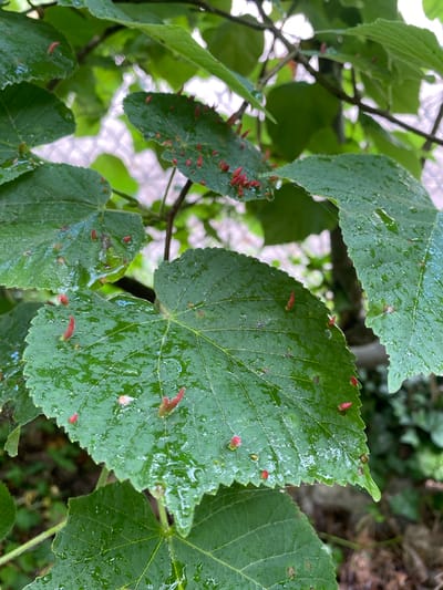 The image shows green leaves covered in small, red, horn-like growths or galls. The leaves are wet, possibly from rain. The background includes blurred green foliage and glimpses of a white structure, possibly a fence or building. The location is in Boudry, Switzerland.