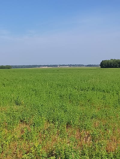 An eye-level, vertical medium shot captures a wide expanse of a vibrant green field under a clear, bright blue sky. The field, likely a crop of some sort, dominates the lower two-thirds of the frame, its dense foliage appearing textured and somewhat uniform. In the foreground, the field exhibits patches of dry, straw-colored vegetation interspersed with the green, suggesting variations in growth or conditions.
The horizon line is low, marking the transition from the field to the distant landscape. A line of dark green trees forms a natural border on the right side of the image, while in the distance, a cluster of buildings with white and red roofs are visible, suggesting agricultural or industrial structures. The sky above is a gradient of pale blue, becoming lighter towards the horizon. The overall scene depicts an open, rural environment.